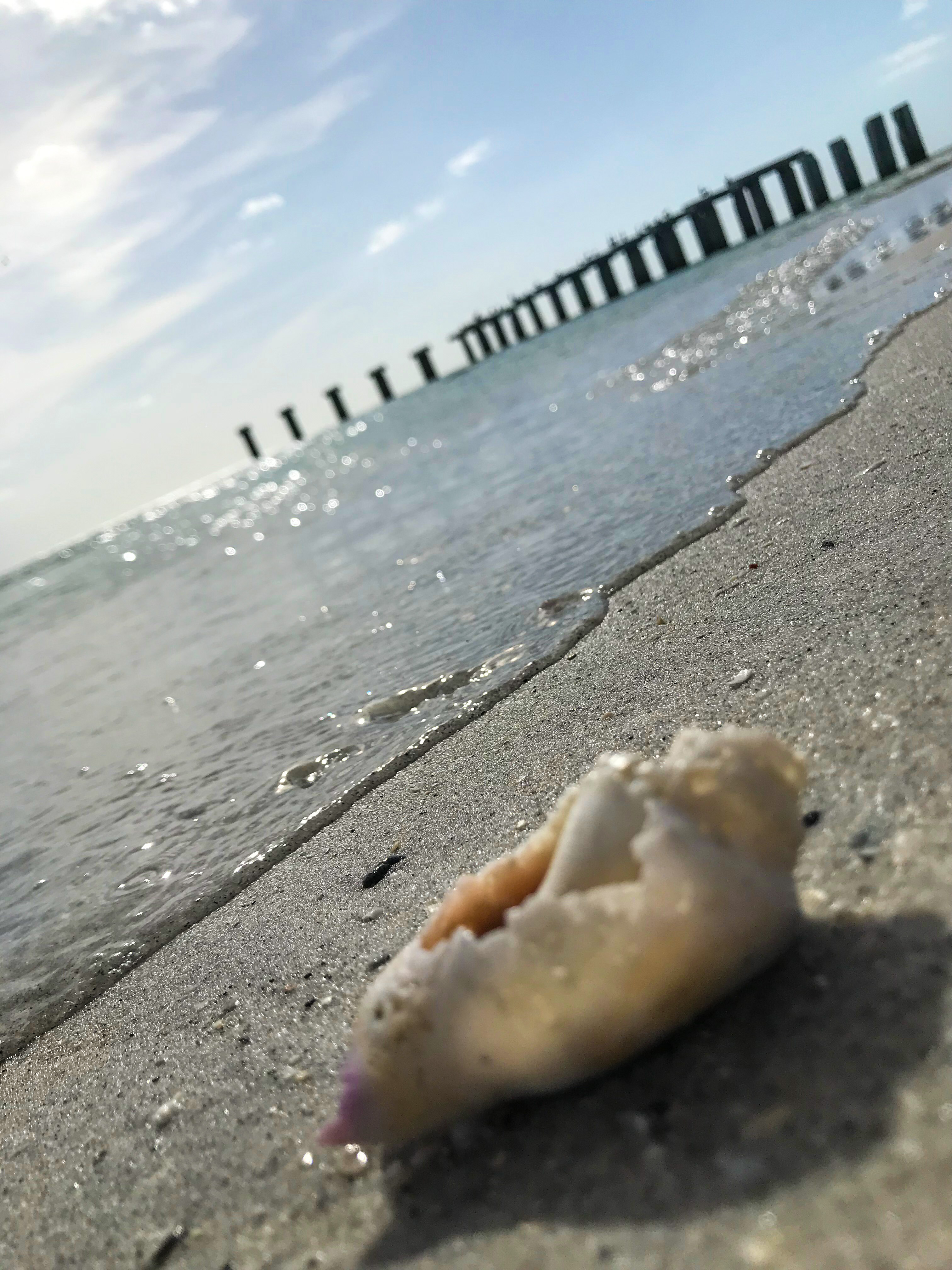 A single shell on wet sand with Gulf water beyond