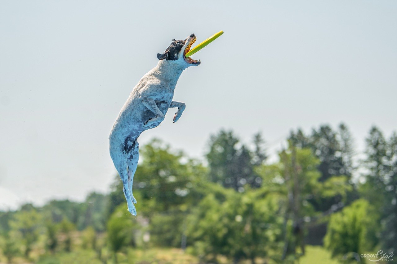 Mr. Lokee flying over dock-diving water to catch a frisbee